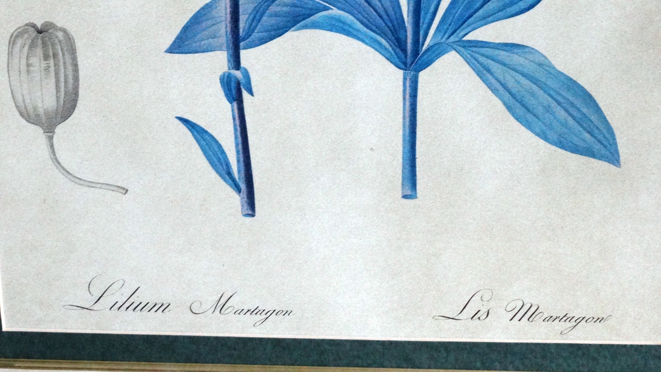 Bombay Company Framed Botanical Prints