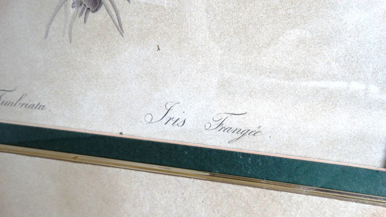 Bombay Company Framed Botanical Prints