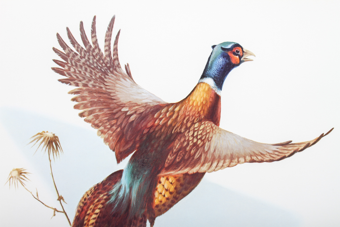 Lithograph of Pheasants by Douglas Van Howd