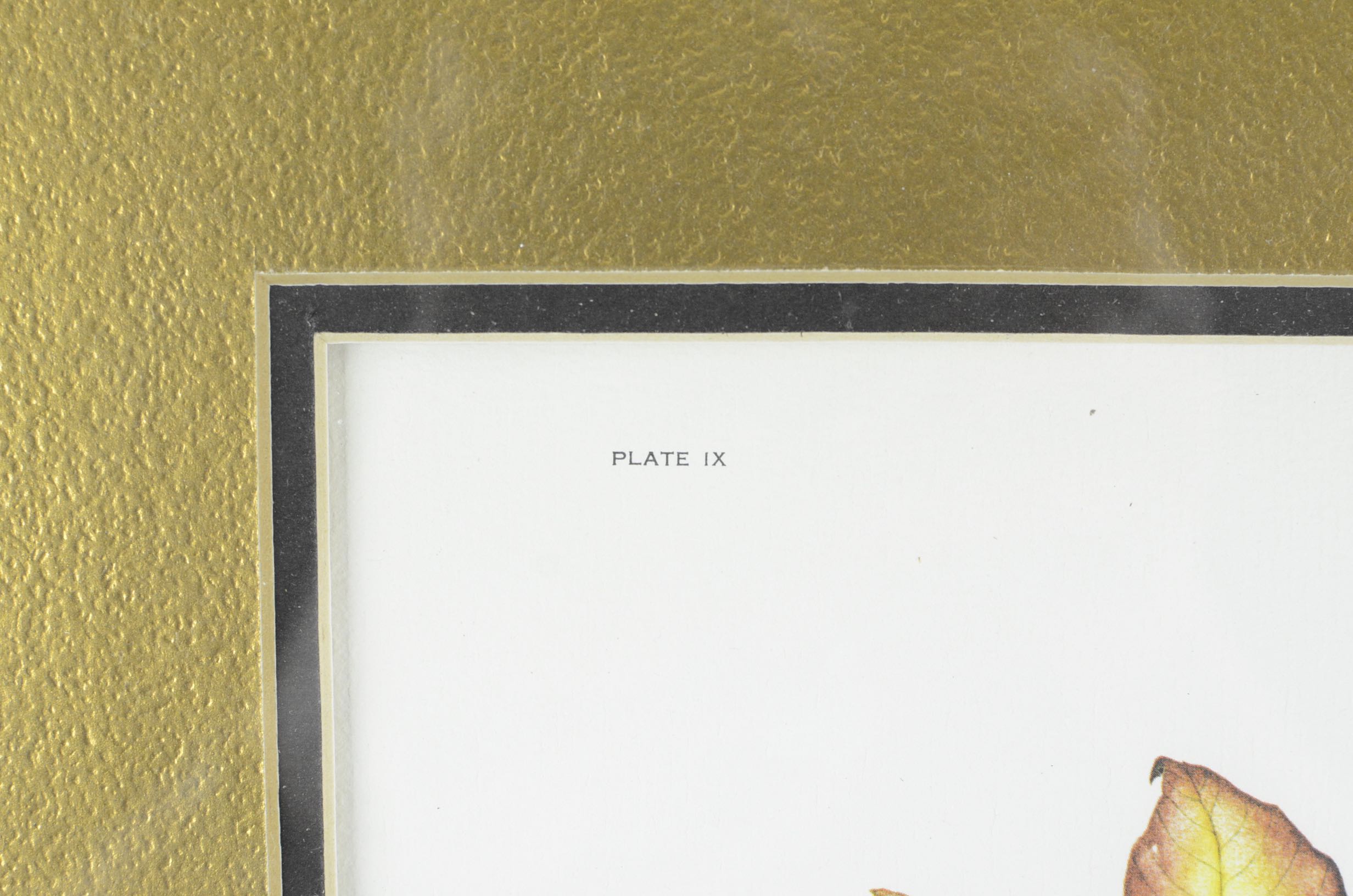 SIgned Framed Wildlife Prints by Kentucky Artist Rick Hill