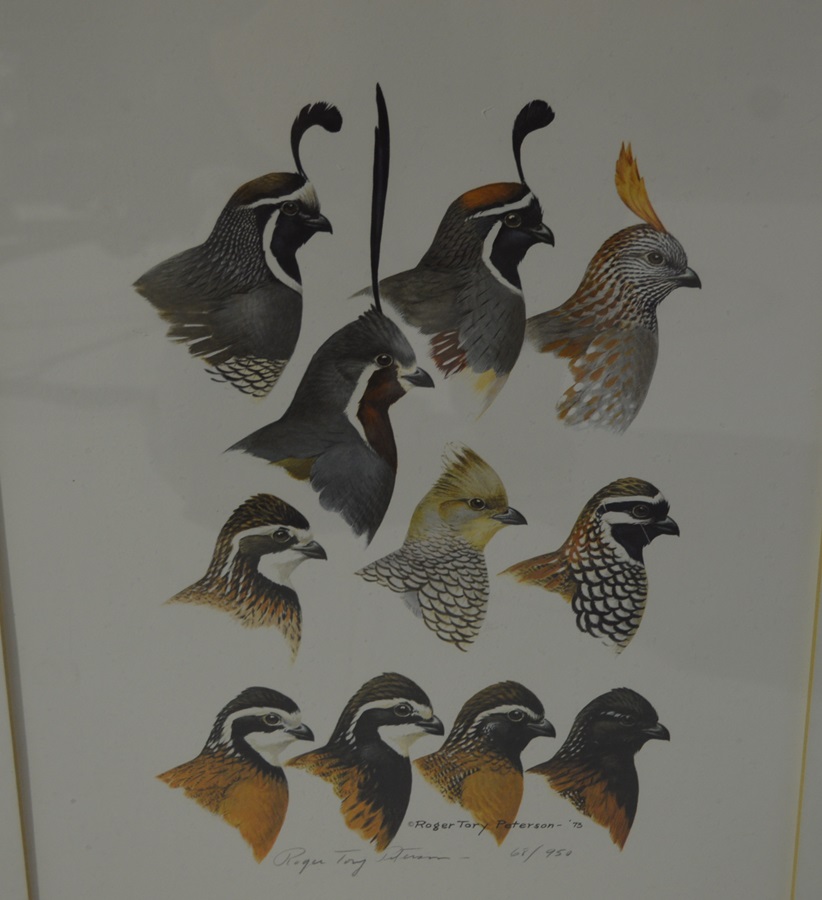 Roger Tory Peterson Quail Print