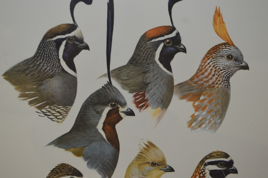 Roger Tory Peterson Quail Print