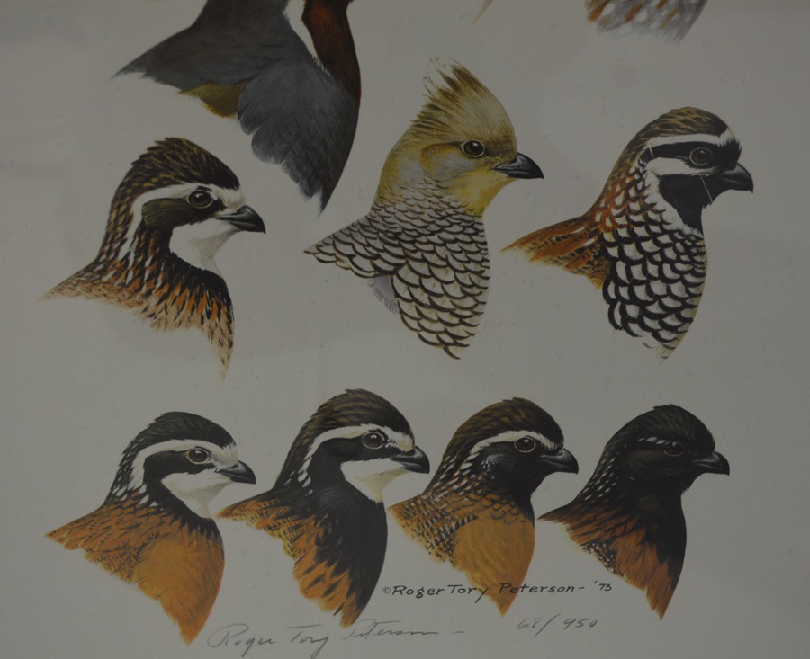 Roger Tory Peterson Quail Print