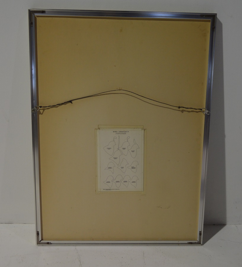 Roger Tory Peterson Quail Print