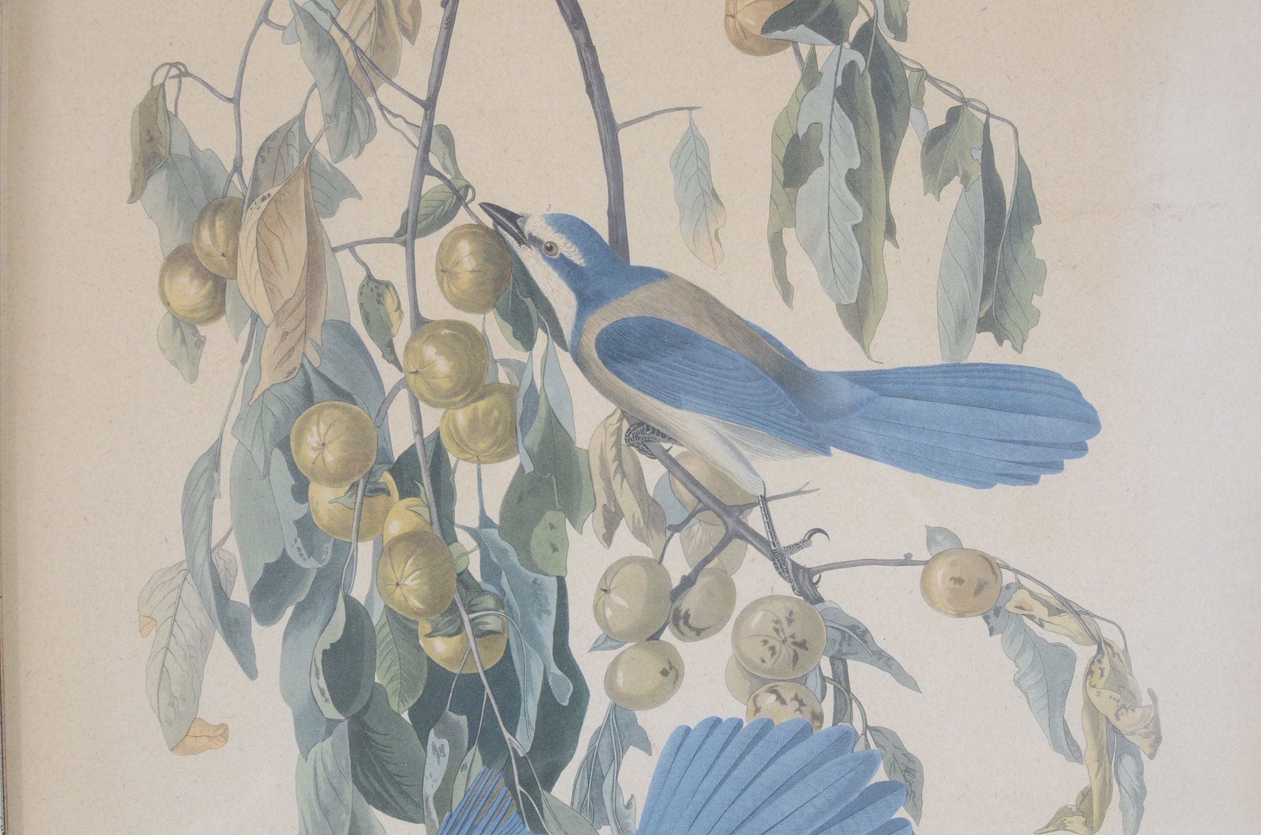 Audubon and Asian Vintage Prints