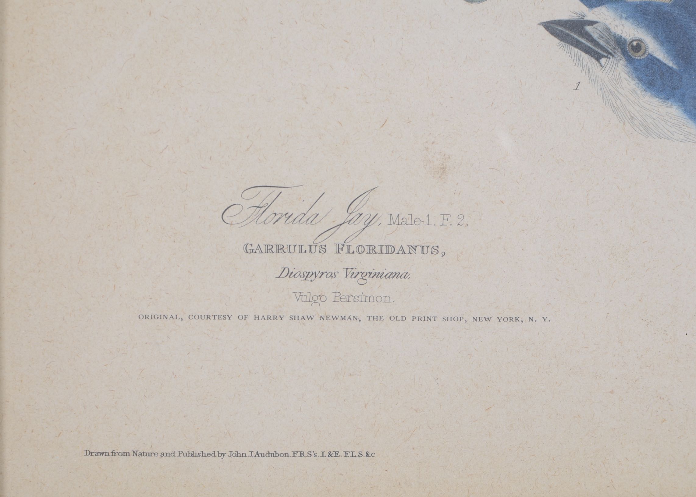 Audubon and Asian Vintage Prints