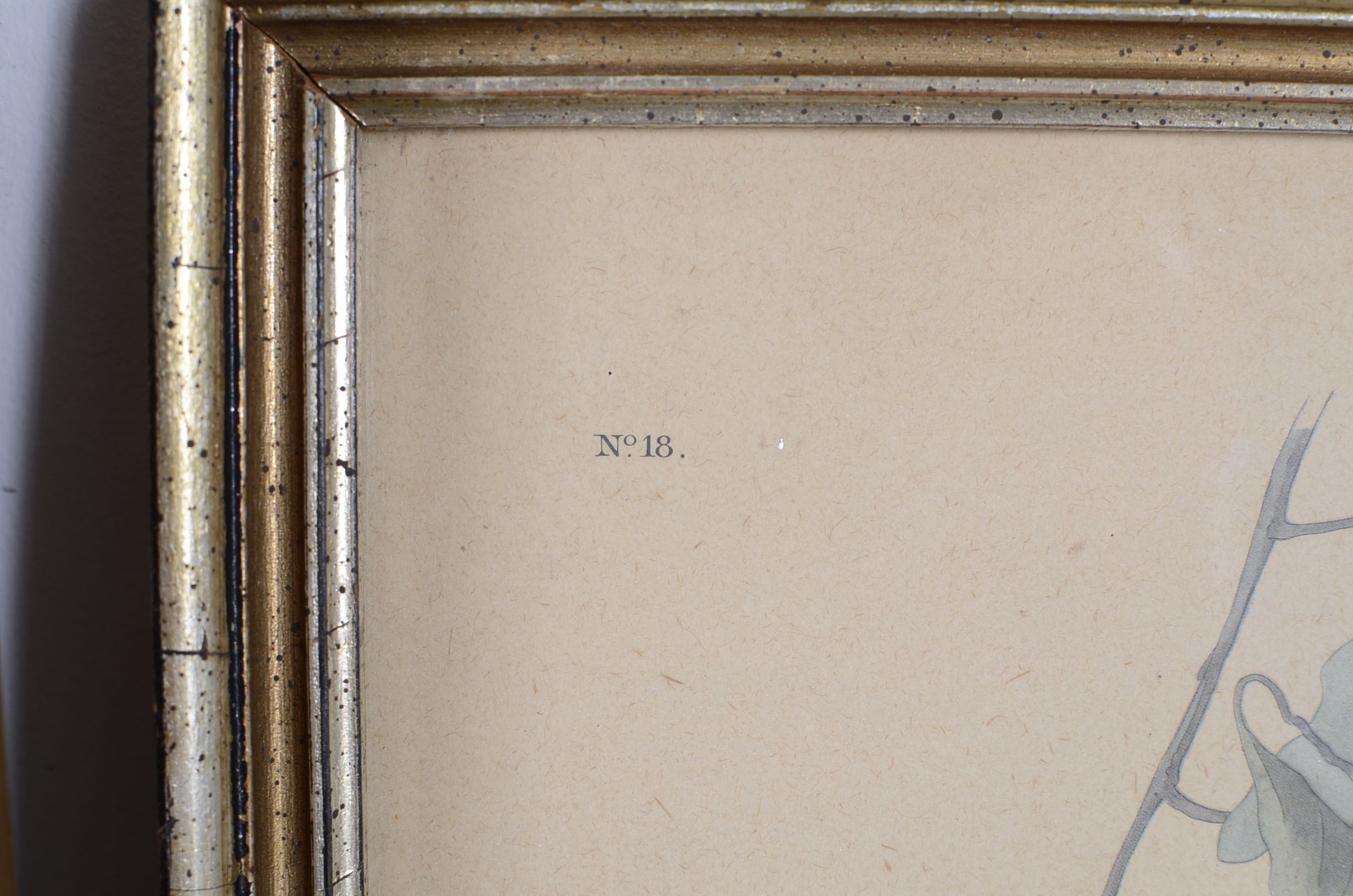 Audubon and Asian Vintage Prints