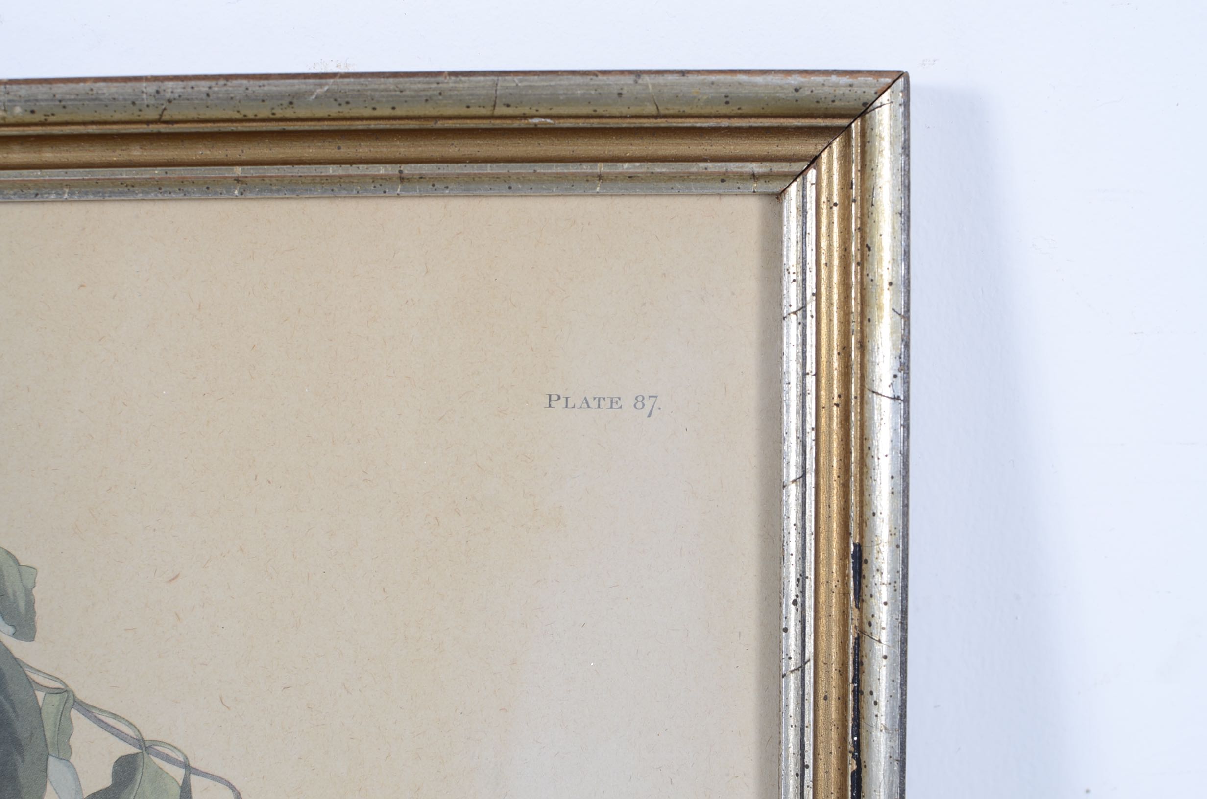 Audubon and Asian Vintage Prints