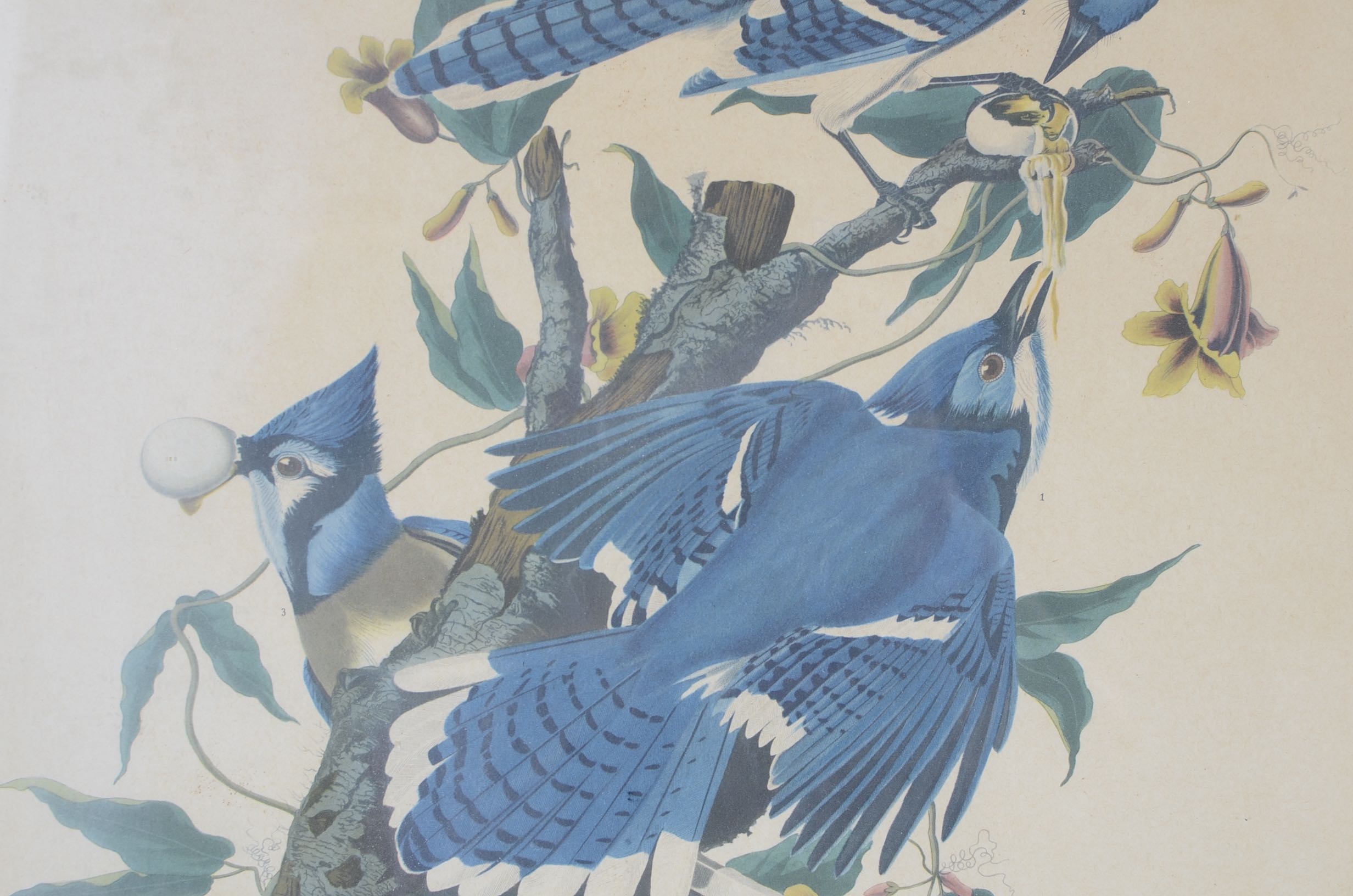 Audubon and Asian Vintage Prints