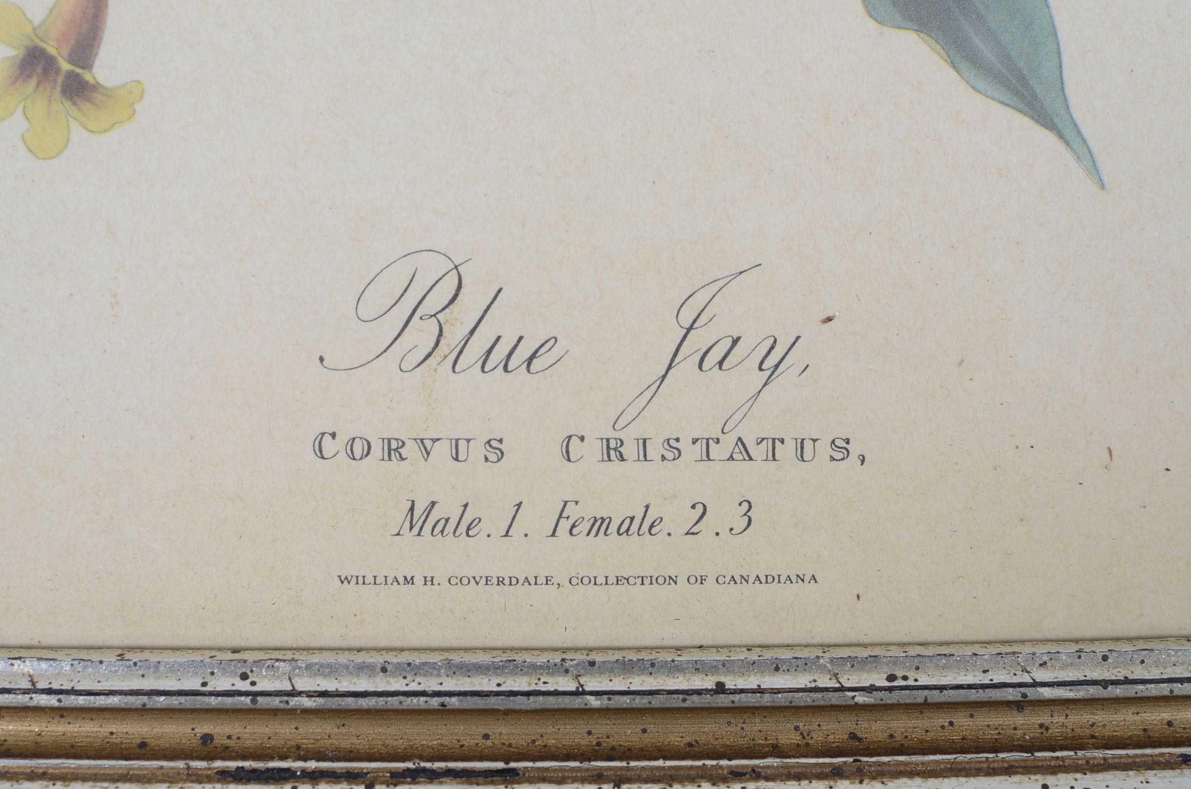 Audubon and Asian Vintage Prints