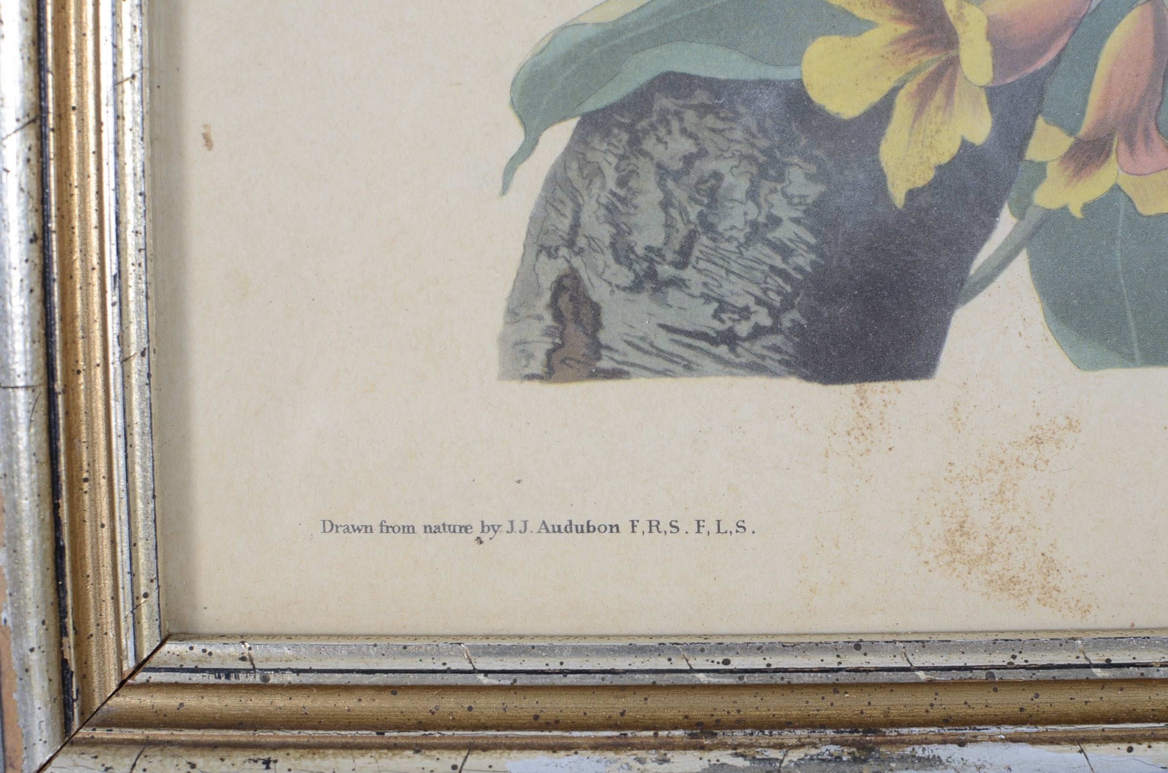 Audubon and Asian Vintage Prints