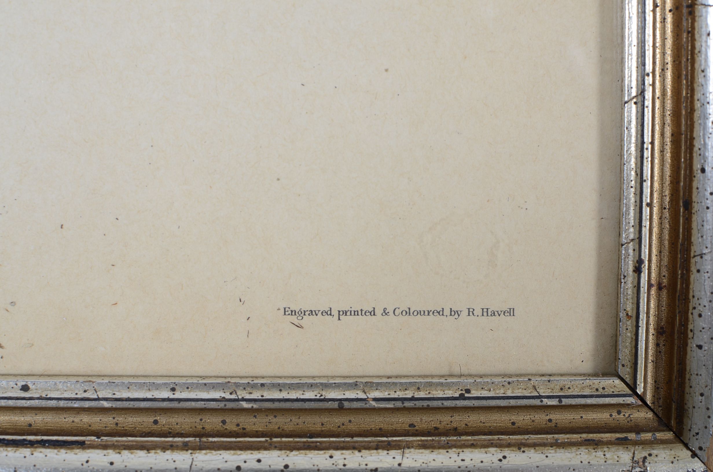 Audubon and Asian Vintage Prints