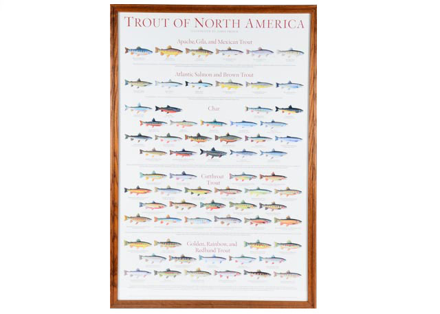 Framed, "Trouts of North America" Poster