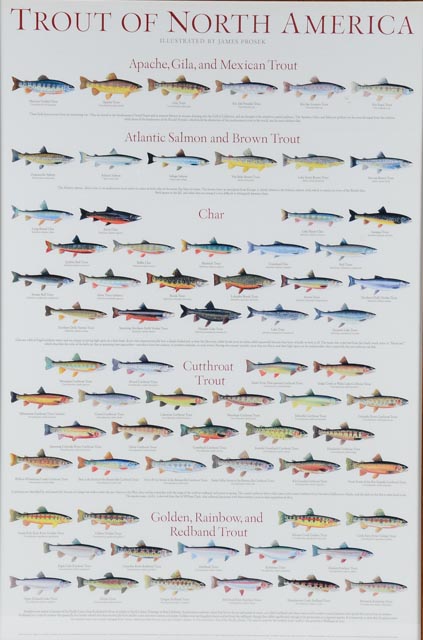 Framed, "Trouts of North America" Poster