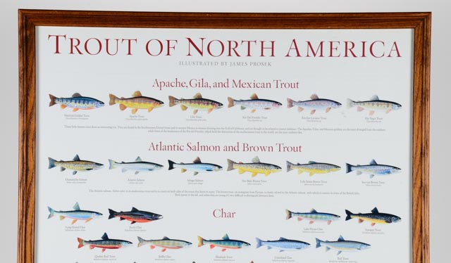 Framed, "Trouts of North America" Poster
