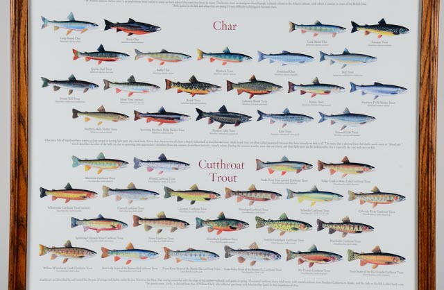 Framed, "Trouts of North America" Poster