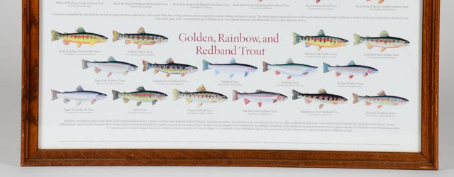 Framed, "Trouts of North America" Poster