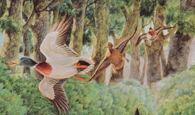 Rare Edition Artist Proof, John Ruthven