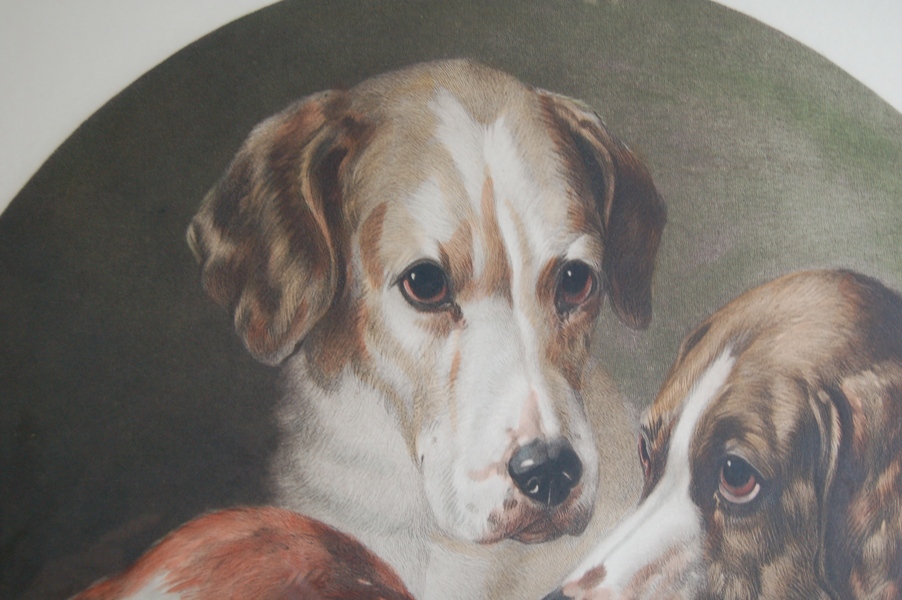 "Hounds of the Pytchley Hunt" Restrike Engraving by Will Barraud