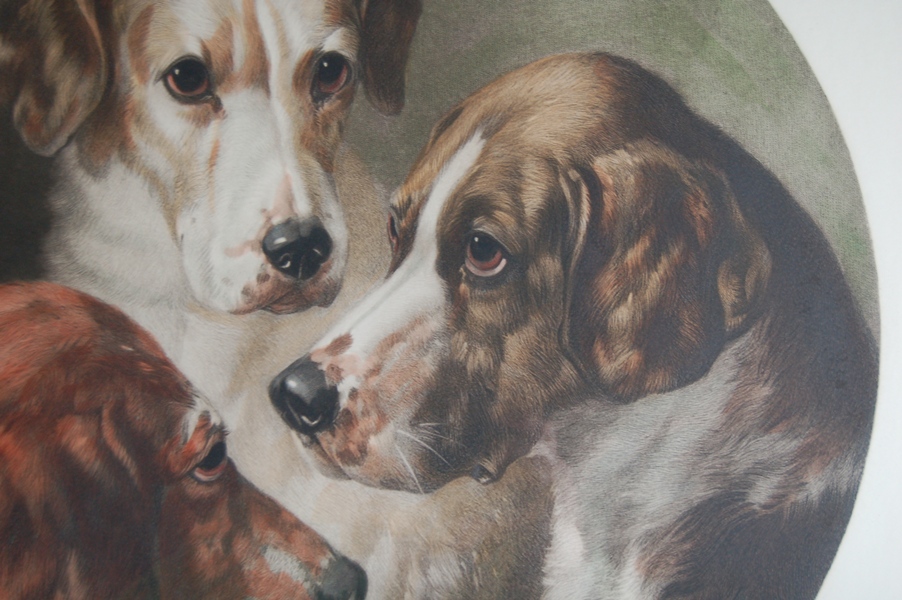 "Hounds of the Pytchley Hunt" Restrike Engraving by Will Barraud