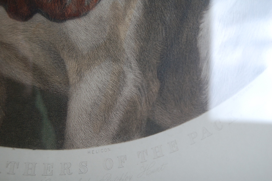 "Hounds of the Pytchley Hunt" Restrike Engraving by Will Barraud