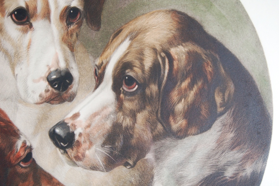 "Hounds of the Pytchley Hunt" Restrike Engraving by Will Barraud