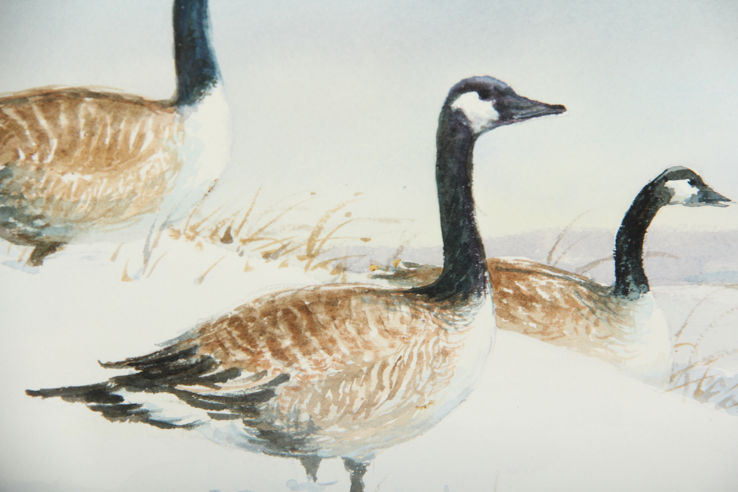 Canada Geese Original Watercolor Painting by Wayne Romans