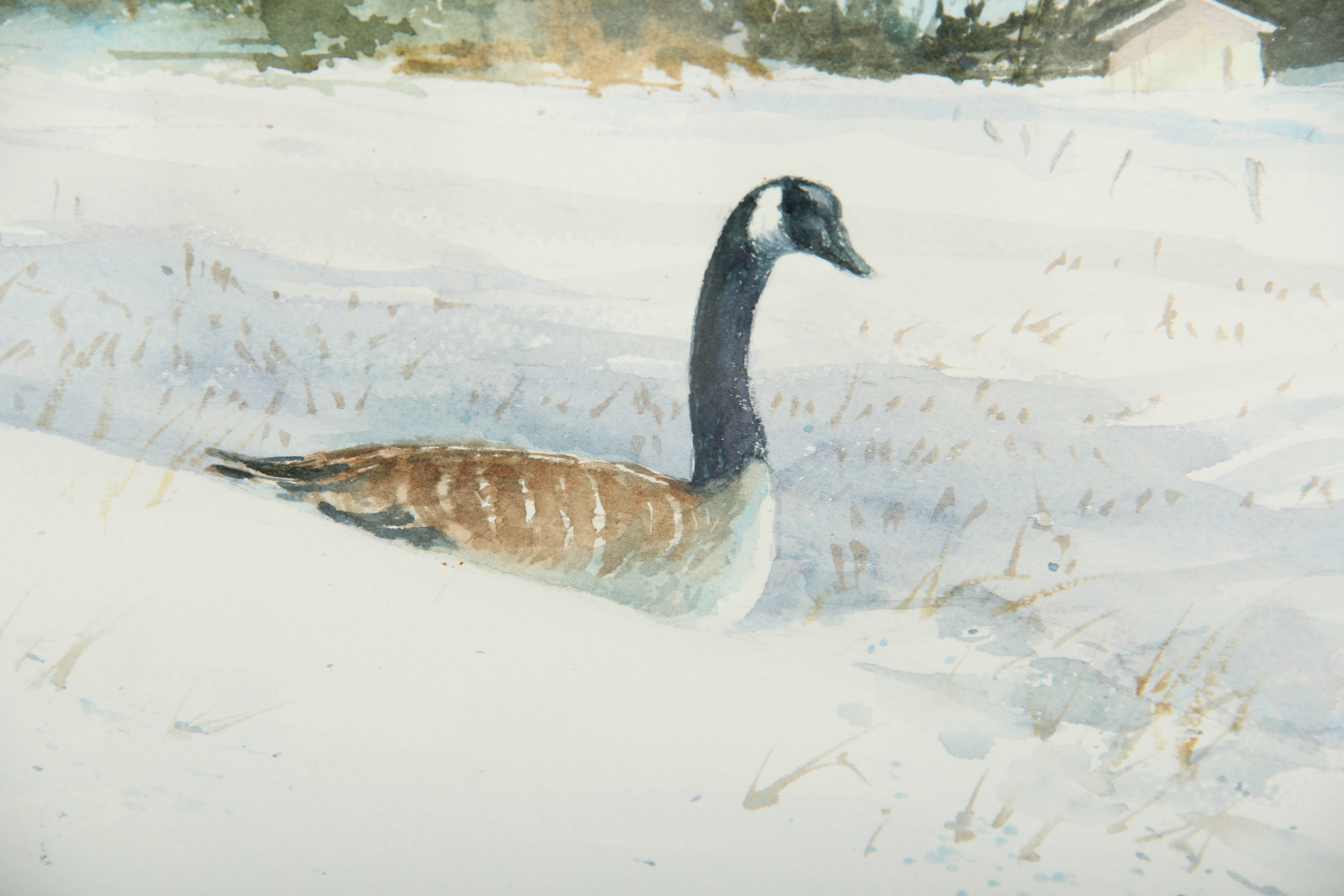 Canada Geese Original Watercolor Painting by Wayne Romans