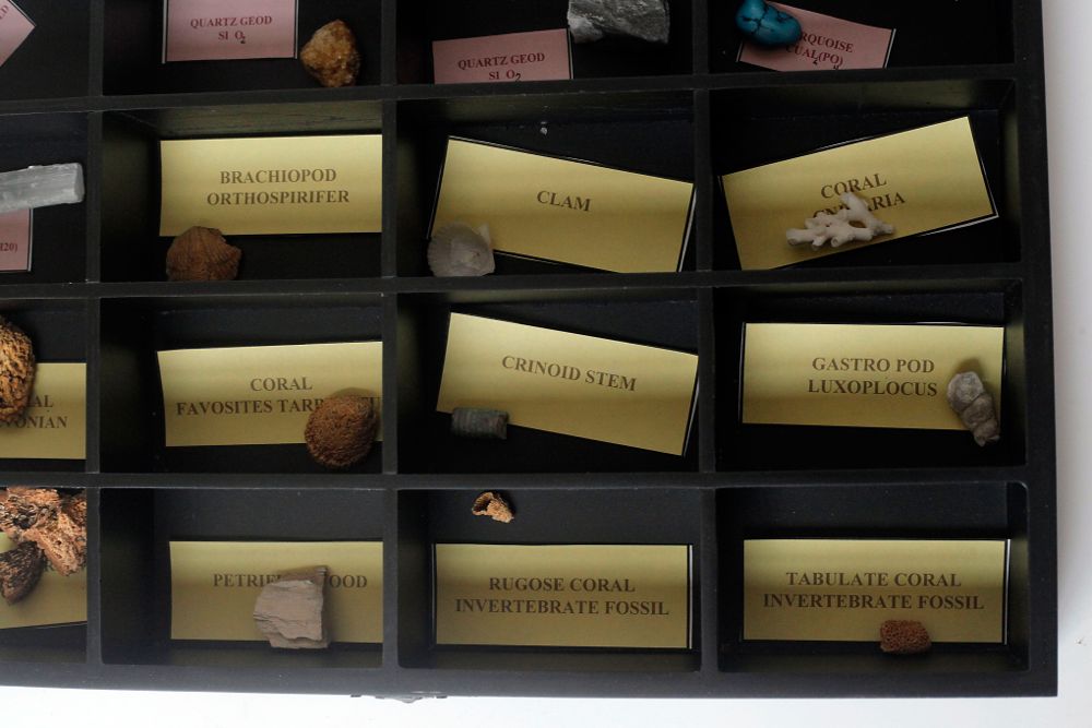 Rock and Fossil Collection