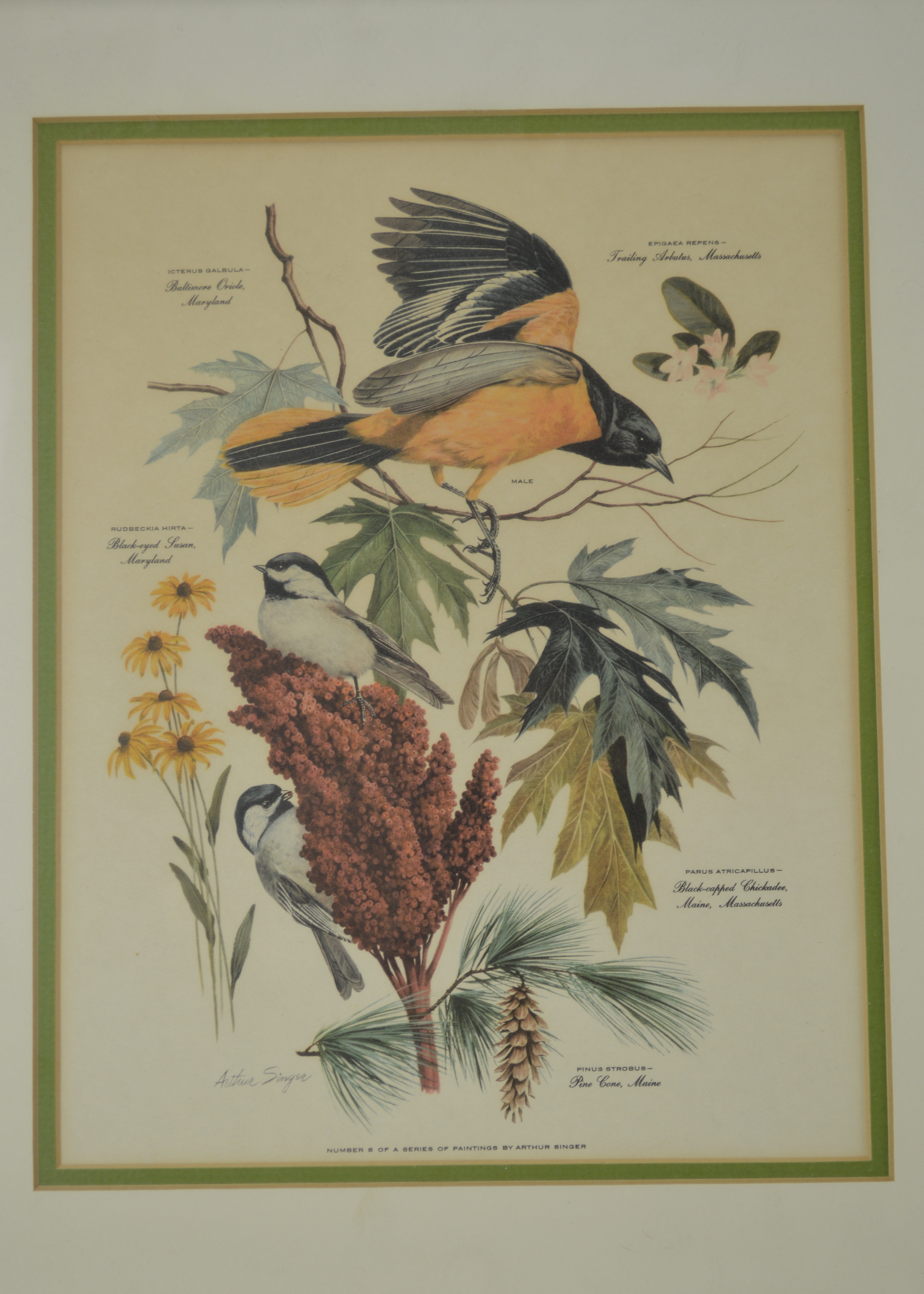 Arthur Singer Vintage Bird Prints