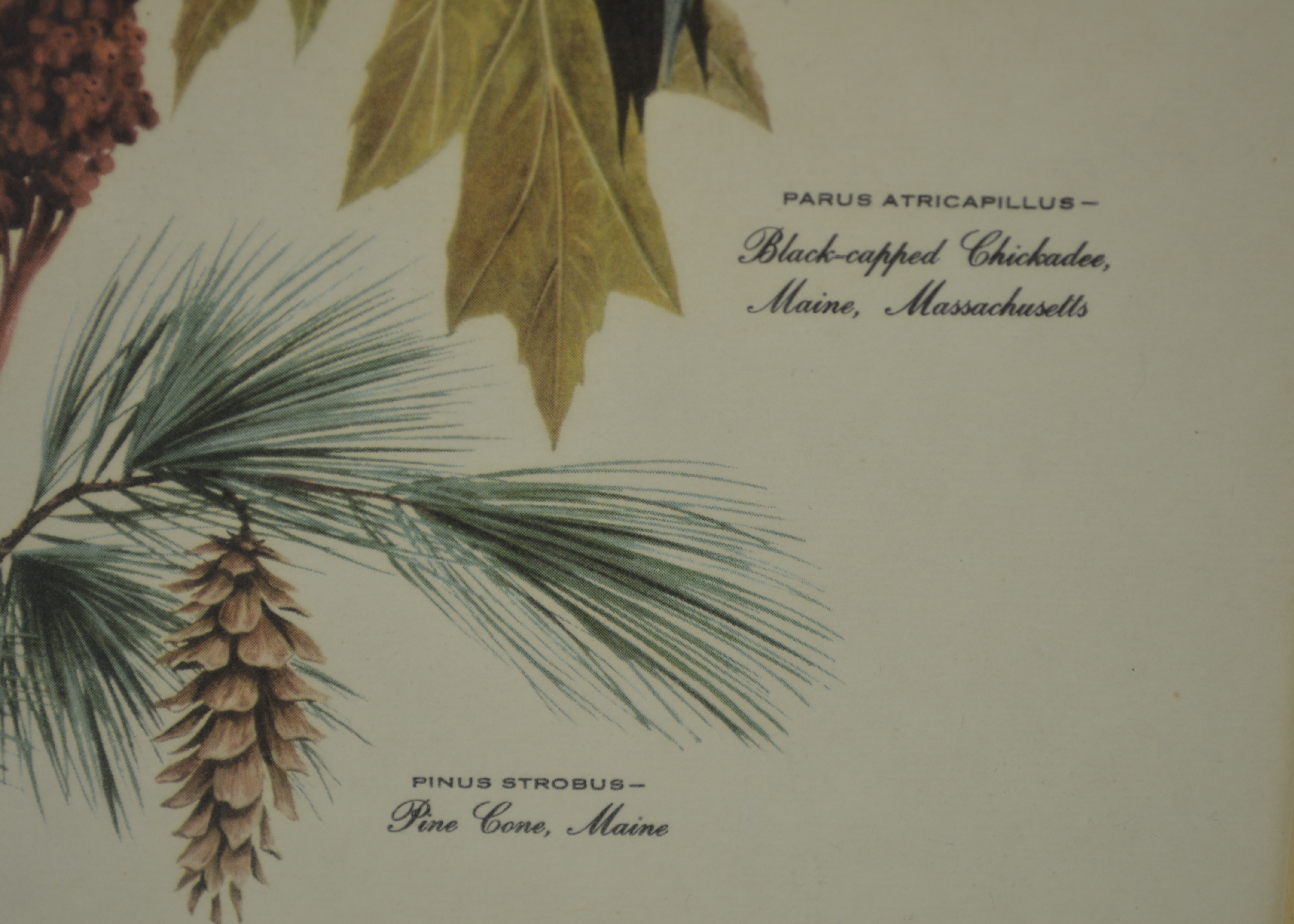 Arthur Singer Vintage Bird Prints