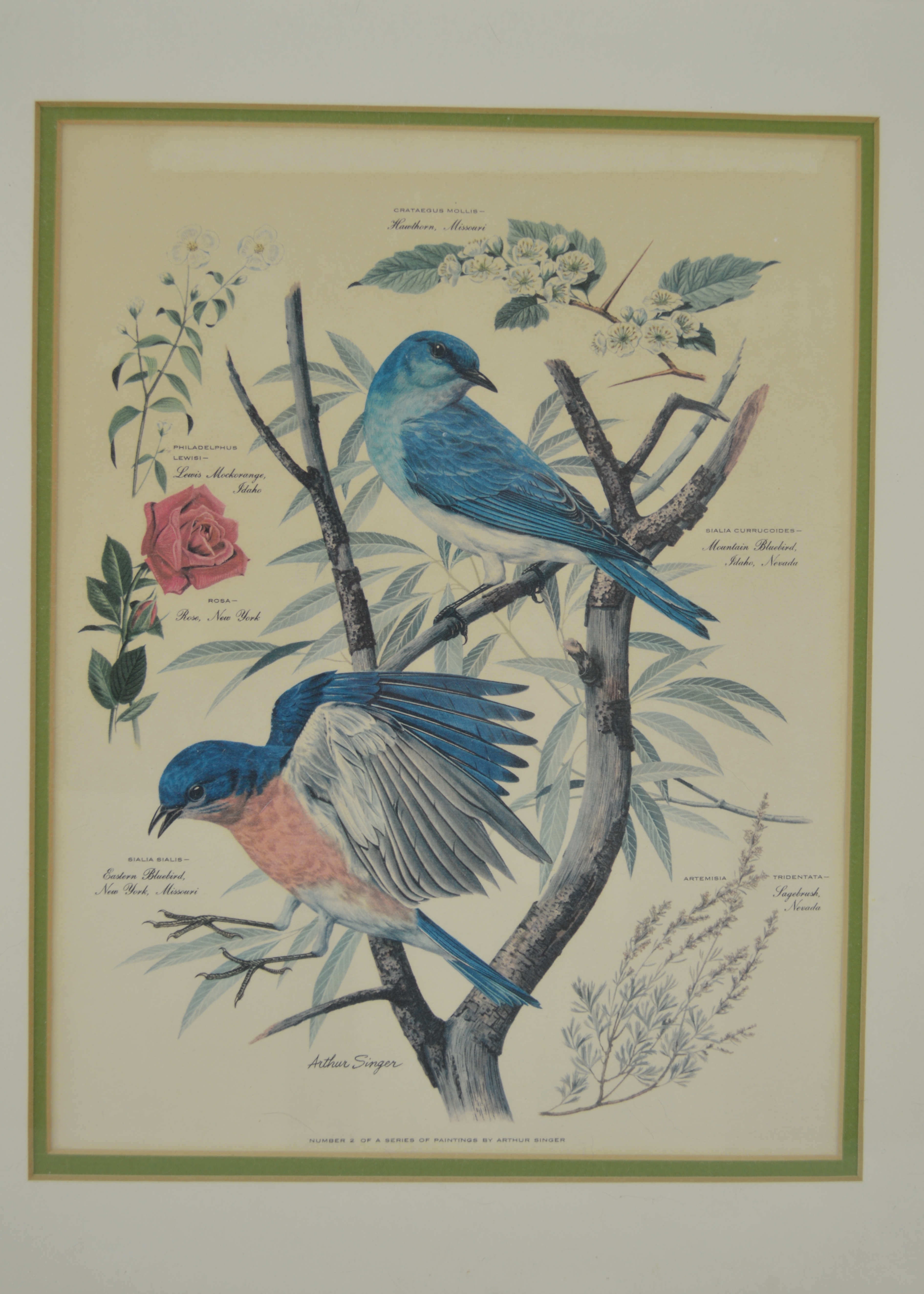 Arthur Singer Vintage Bird Prints