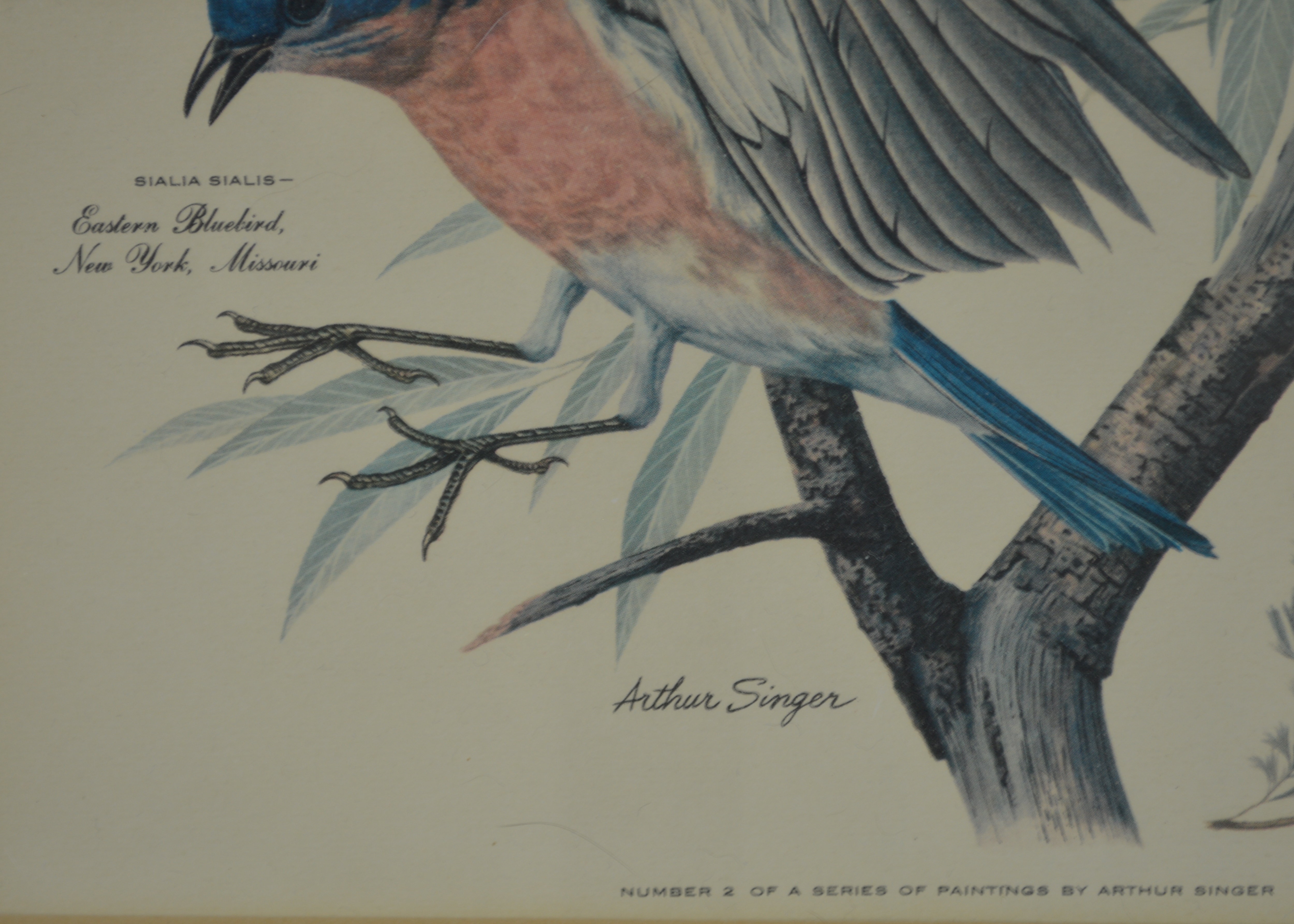 Arthur Singer Vintage Bird Prints