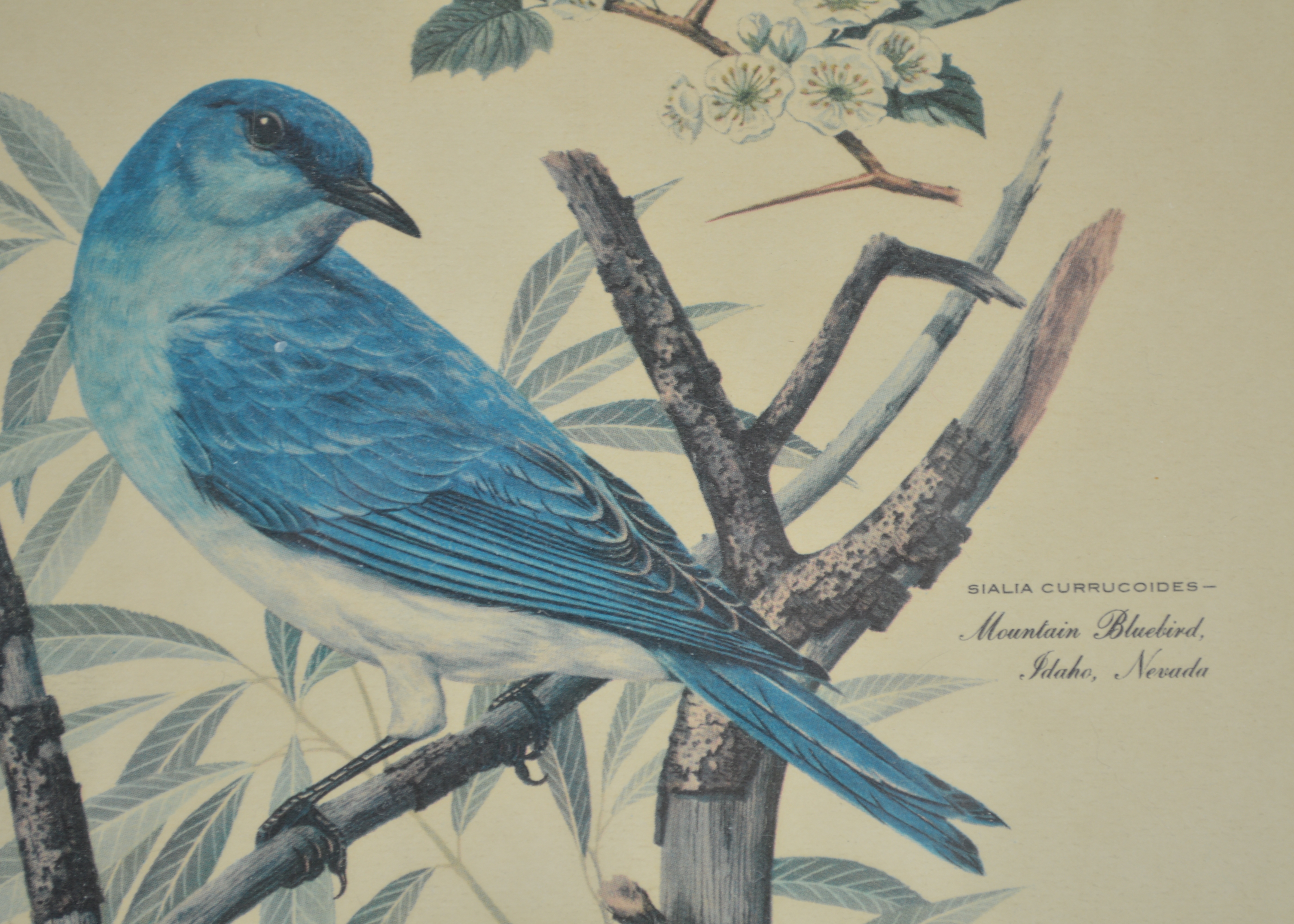 Arthur Singer Vintage Bird Prints