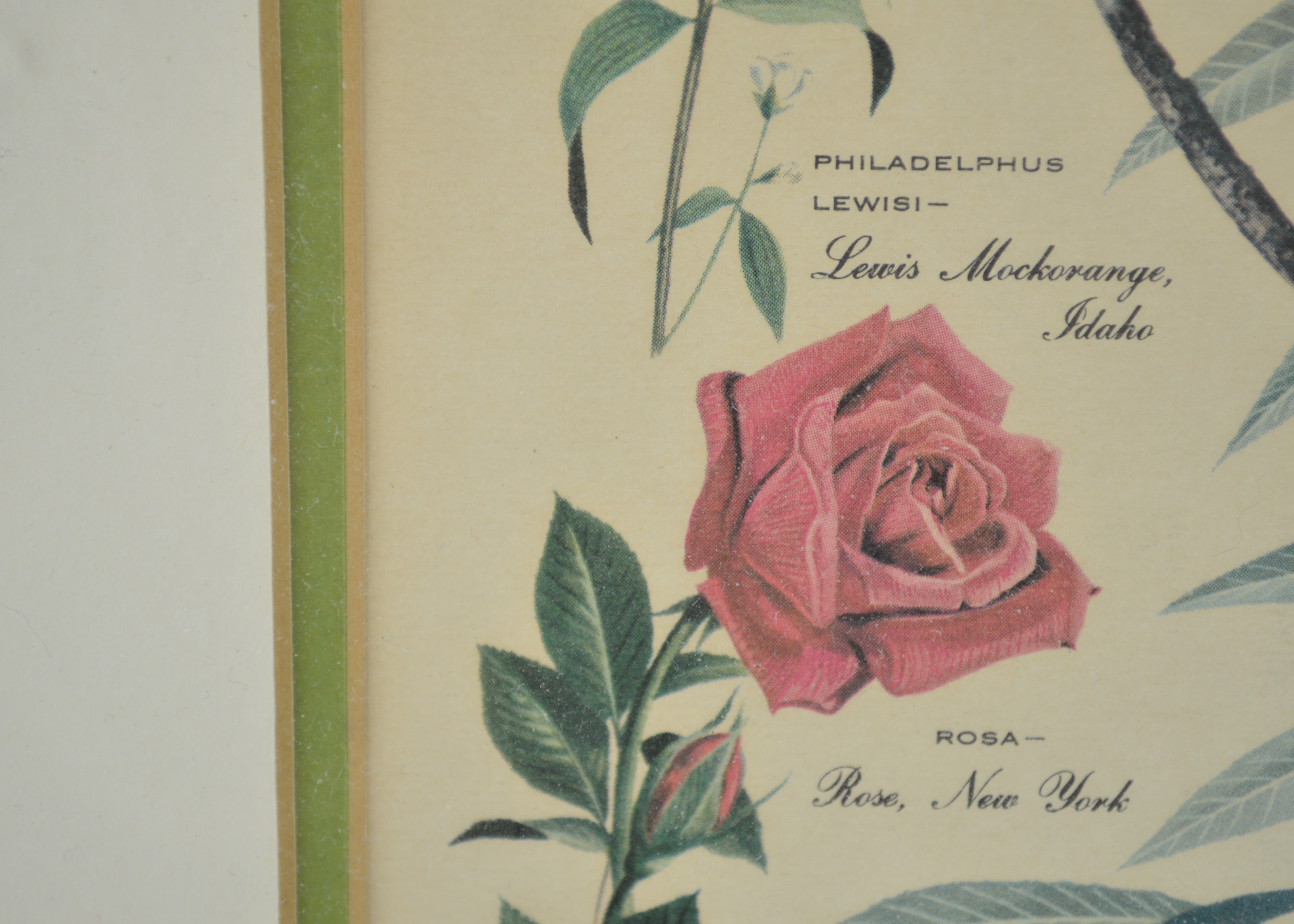 Arthur Singer Vintage Bird Prints