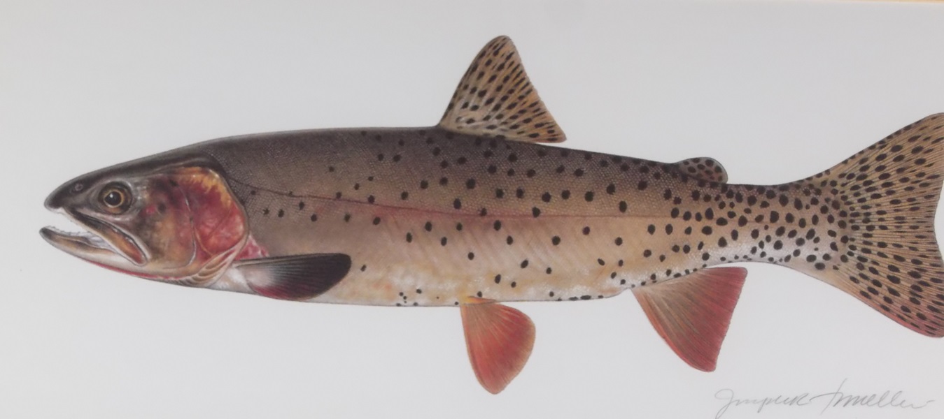 Signed Joseph R. Tomelleri Print of Yellowstone Cutthroat Trout