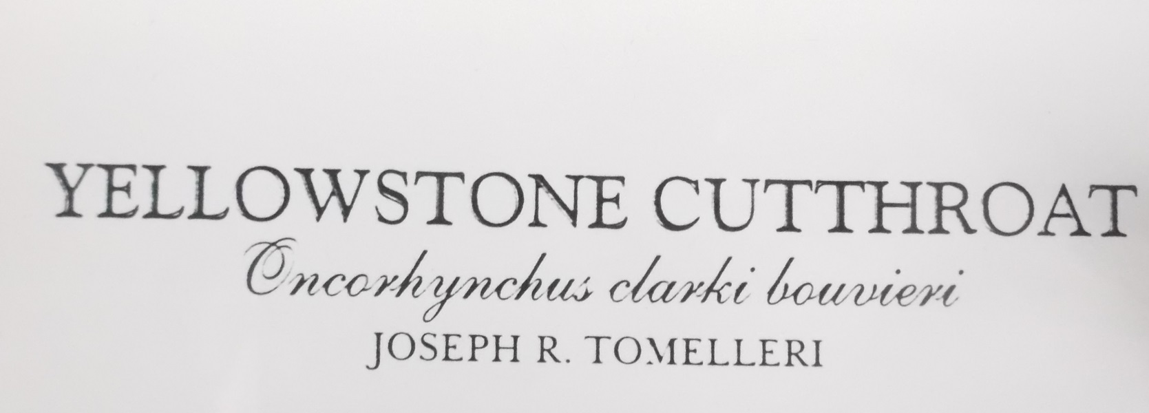 Signed Joseph R. Tomelleri Print of Yellowstone Cutthroat Trout