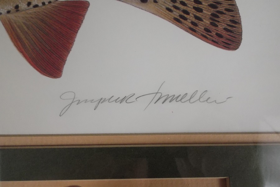 Signed Joseph R. Tomelleri Print of Yellowstone Cutthroat Trout