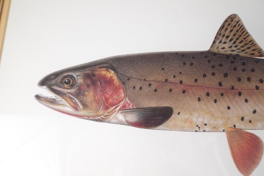 Signed Joseph R. Tomelleri Print of Yellowstone Cutthroat Trout