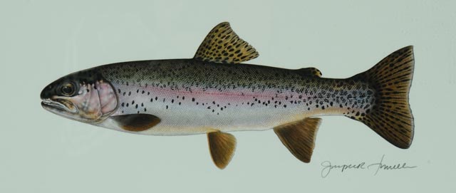 Hand Signed Joseph Tomelleri "Rainbow Trout" Photo Offset Print