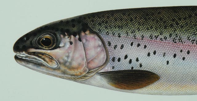Hand Signed Joseph Tomelleri "Rainbow Trout" Photo Offset Print
