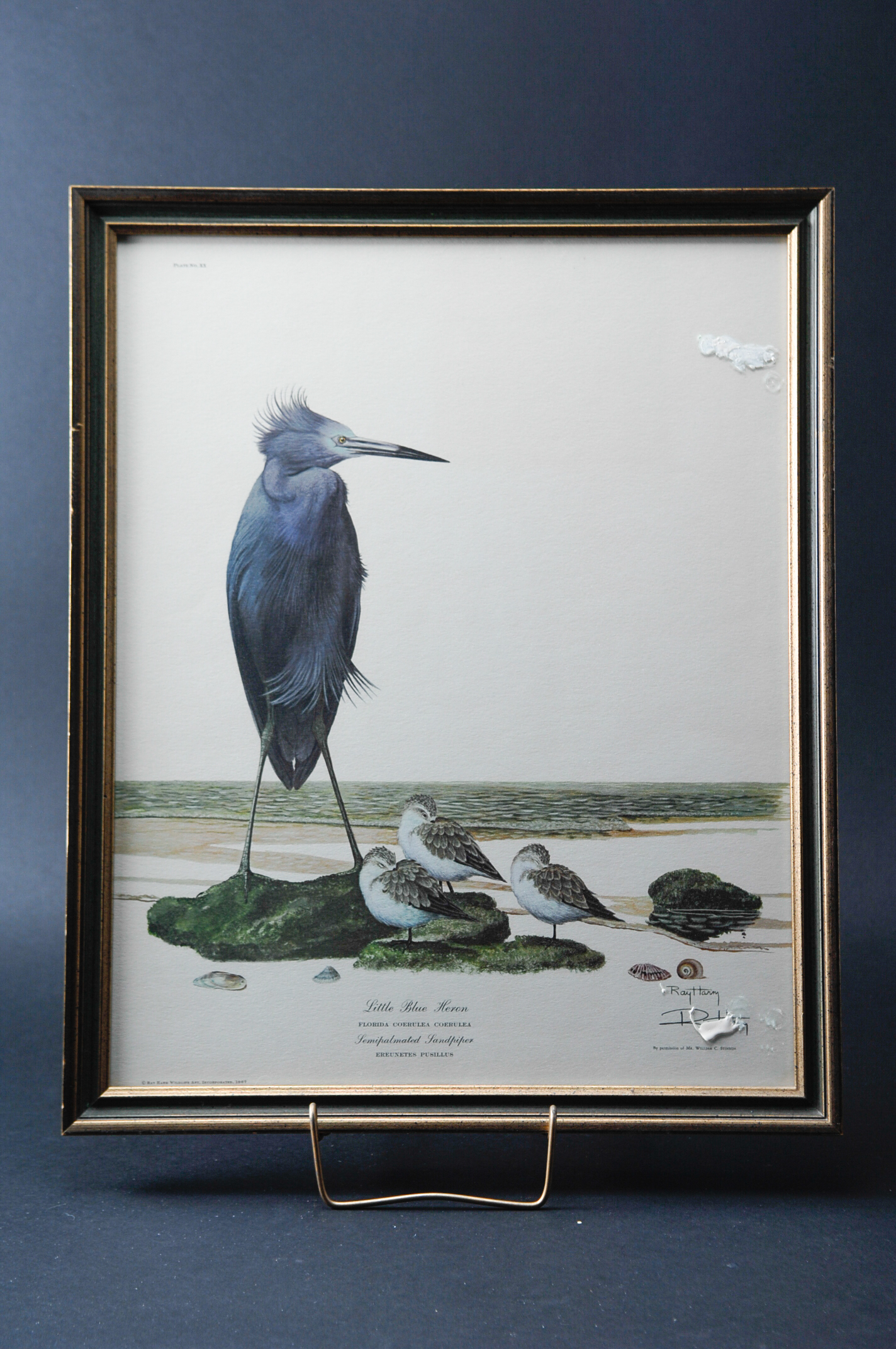 Pair of Signed Ray Harm Bird Prints