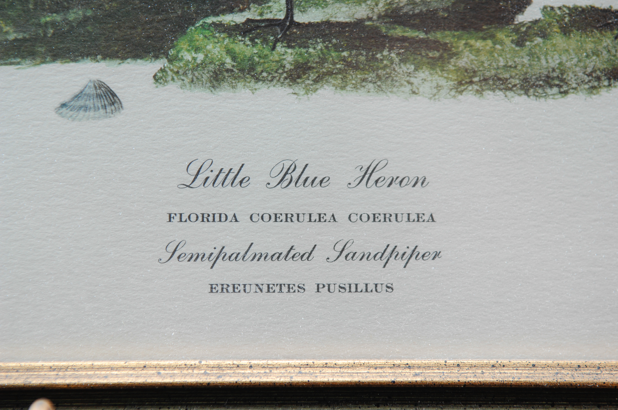 Pair of Signed Ray Harm Bird Prints