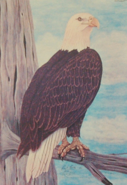 Roy Boone Signed Limited Edition Bald Eagle Lithograph
