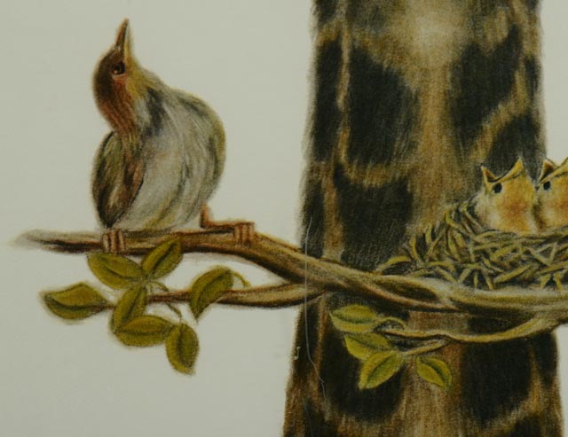 Photo Offset Lithograph by Cinardo