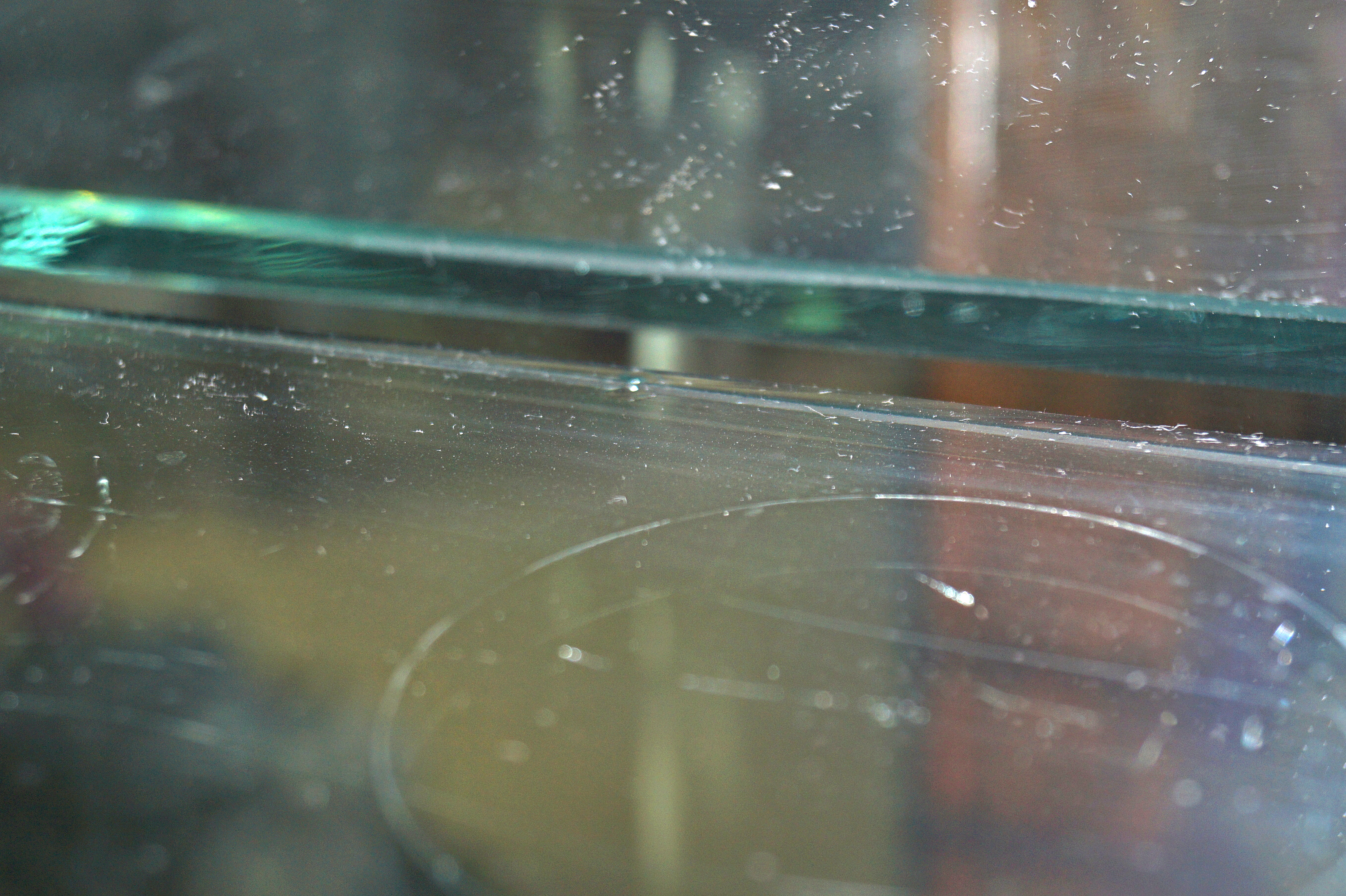 Antique Oak Curved Glass China Cabinet with Claw Feet