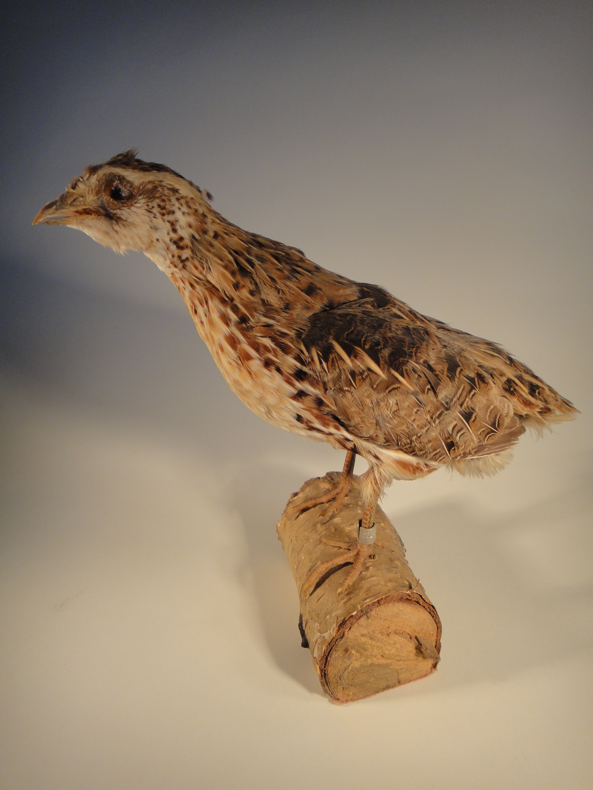 Young Prairie Chicken Taxidermy Mount