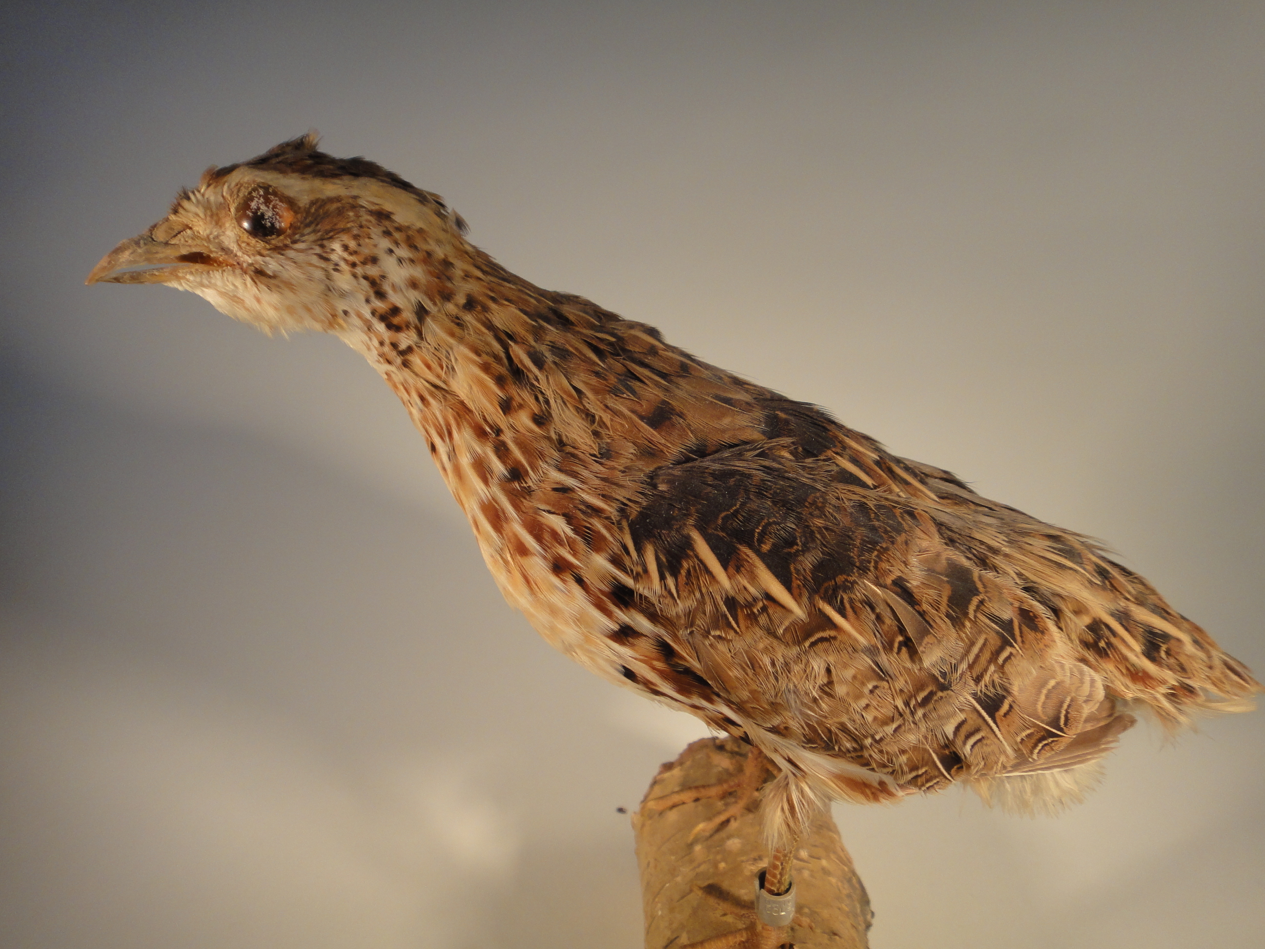 Young Prairie Chicken Taxidermy Mount