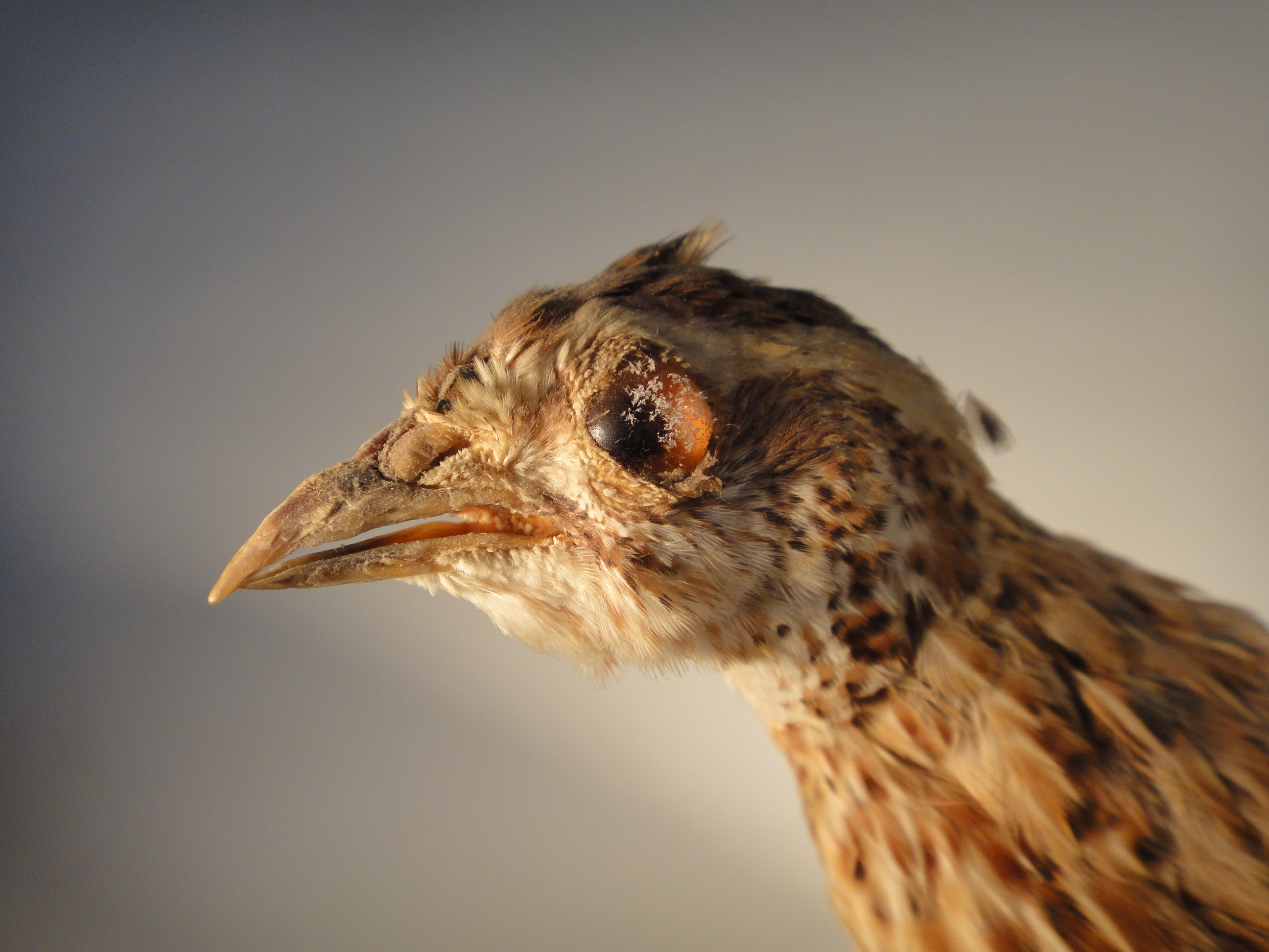 Young Prairie Chicken Taxidermy Mount