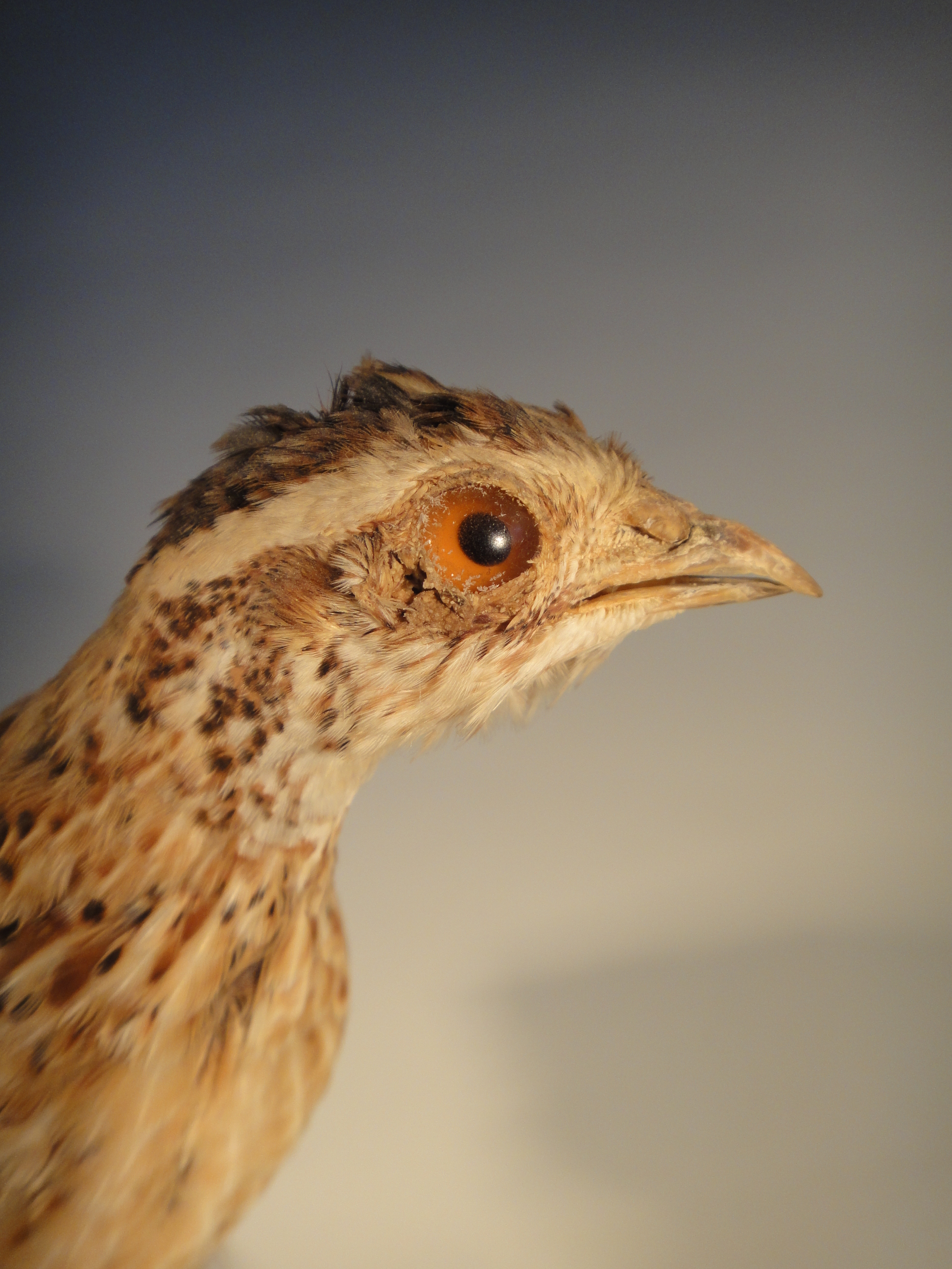 Young Prairie Chicken Taxidermy Mount